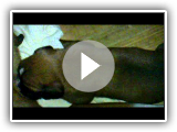Filhotes de boxer