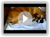 Inicio trabalho pr-parto Boxer