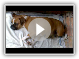 Inicio trabalho pr-parto Sani-Boxer