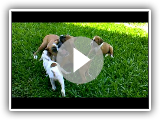 Filhotes de boxer