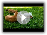Filhotes de boxer